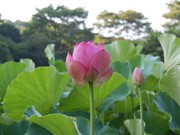 町田・薬師池公園の古代ハスが開花－「観蓮会」開催も