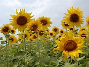 相模川沿いのヒマワリ畑が満開－見渡す限りのヒマワリカーペット