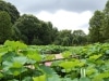 薬師池公園のハス田