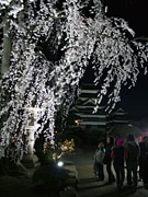国宝松本城で20日まで夜桜会－外堀の桜並木もライトアップ