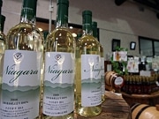 山辺ワイナリーで「新酒まつり」－今年醸造の蔵出しワイン販売