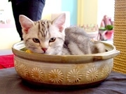 松本に初の猫カフェ－猫好きが高じて開業、「ねこ鍋」用土鍋も用意