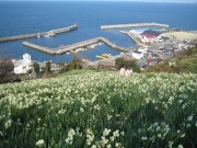 伊予・双海町で「水仙花祭り」－休耕田で育てた水仙を安価に即売