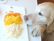 名古屋のホテルで犬のための食育イベント－手作り料理レッスンも
