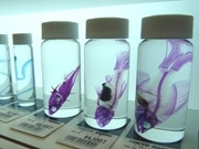 透明に透けた魚類・甲殻類の「透明標本」－東急ハンズで展示販売
