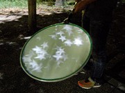 夜の名城公園で星型の木漏れ日を楽しむ－あいちトリエンナーレで