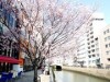 年2回咲くシキザクラが満開へ－堀川沿いの遊歩道で