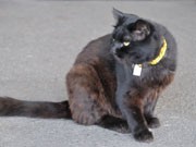 ひたちなか海浜鉄道那珂湊駅の黒猫駅長「おさむ」が人気に