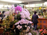 水戸の生花店・花工房が「ツイッター割引」－反応上々