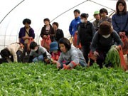 大洗の農産物直売所が「地産地消交流会」－収穫体験で消費者と生産者結ぶ