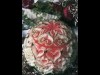 水戸でタイカービング教室－タイの伝統工芸学ぶ
