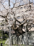 盛岡の桜名所「石割桜」が「ほぼ満開」に－市内ではひと足早く見ごろ