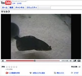 岩手県がバーチャル水族館「開館」－魚の動画はYouTubeで配信