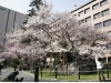 見頃を迎えた石割桜