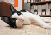 クリスタ長堀で人気猫「はっちゃん」の写真展－グッズ販売も
