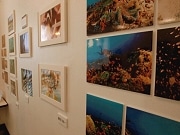 「クマノミ」テーマに水中写真展－南船場のスタジオで