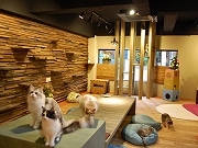 アメリカ村に猫カフェ「猫の時間」－天神橋の本店に次ぎ2号店オープン