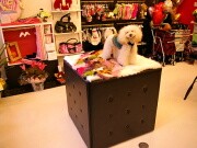 犬グッズ専門店が南堀江に移転オープン－トリミングサロンも