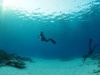 クリスタ長堀で「水中写真展」－水中カメラ専門店が初企画