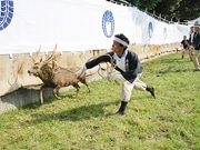 奈良公園で秋の伝統行事「鹿の角きり」－1,500人が見守る