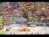 青梅・塩船観音寺のツツジ1万7000本、「つつじまつり」で咲き競う