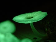 幻想的に光るキノコ「ヤコウタケ」が観光客を魅了－箱根湿生花園