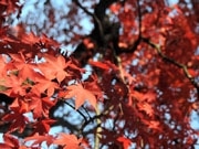 箱根の紅葉、見ごろを迎える－中腹周辺は今がピークに