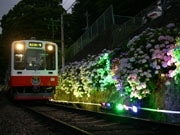 箱根登山鉄道、箱根の風物詩「夜のあじさい号」予約受け付け始まる