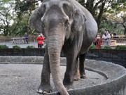 小田原城址公園で「ウメ子」のお別れ会－メッセージの掲示や特別展も