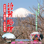 小田原城城址公園などで新春「梅まつり」－曽我梅林では流鏑馬も