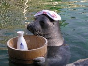 アザラシの「ビリー」が温泉で「いい湯だな～」－箱根園水族館