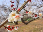 曽我の里梅林で恒例「小田原梅まつり」始まる－白梅3万5,000本