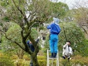 小田原城で梅の剪定－小枝の配布に観光客集まる