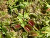 すばやく葉を閉じ虫を捕らえるハエトリグサ