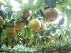 甘みと果汁の豊富さが特徴の小田原のナシ