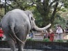 小田原動物園の象徴で「小田原のアイドル」とも言われていた「ウメ子」