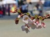 小田原城二の丸広場の桜