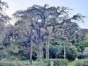 長興山紹太寺のしだれ桜（4月4日撮影）