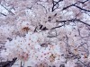 国立印刷局小田原工場付近の桜