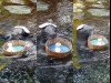 アザラシのビリー