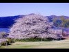 箱根園大島桜
