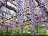 小田原城・藤の花