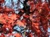 箱根の紅葉、見ごろを迎える－中腹周辺は今がピークに