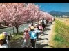 大雄山沿線で「幸せの春木径」を巡るウオーキング
