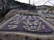 岡崎・奥殿陣屋の畑に巨大な辰の顔－葉ボタン1500株で描く