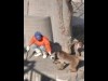 サルにスイーツのご褒美？－東公園動物園のニホンザルに焼き芋プレゼント