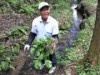 岡崎・額田地区で露地ワサビの収穫始まる－昨年の猛暑の影響で小さめ