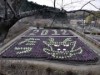 岡崎・奥殿陣屋の畑に巨大な辰の顔－葉ボタン1500株で描く