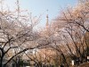 今週末が桜の見ごろ、六本木・麻布エリアお花見スポットを総ざらい