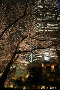 六本木ヒルズに春の気配－桜のライトアップも開始